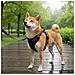 Pettorina per Cani con Guinzaglio e Collare Regolabile Blu XL - Foto miniatura 10