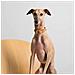Collare Per Cani Beige - Xs - Foto miniatura 3