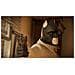 XONE - Blacksad: Under the Skin: Limited Edition EU - Foto miniatura 4