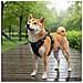 Pettorina per Cani con Guinzaglio e Collare Regolabile Nero L - Foto miniatura 8
