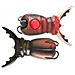 Supernato Beetle Baby 193 Stag Beetle - Foto miniatura 1