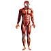 Costume Anatomia Umana Per Adulti Halloween Medium - Foto miniatura 1