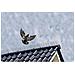Dissuasore Plurispillo Per Volatili 3 Pz 32x11x18 Cm 6060160 - Foto miniatura 2