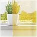 Tende in Voile con Tasche per Aste 2 pz Giallo - Foto miniatura 3