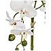 Pianta Artificiale Orchid Bianco - Foto miniatura 4