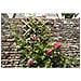 Pergolato Da Giardino 45x180 Cm Bambù 6040720 - Foto miniatura 5