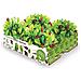 Set Di Coltivazione Batlle Baby Leaves Insalate 40 X 29 X 10,5 Cm 2,6 Kg - Foto miniatura 1