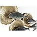 Specchio Con Cornice Vkh496-multicolore-metallo-88,9x7,6x65,4 Cm - Foto miniatura 4