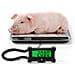 Bilancia Digitale Per Piccoli Animali Domestici In Acciaio Inox Con Display Lcd S - Foto miniatura 5