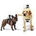 Fetch Imbragatura Action Cam per Cane  - Foto miniatura 5