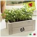Kit Composto Da Cassetta In Legno, Terriccio, Semi Alta Germinabilità Basilico - Prezzemolo - Foto miniatura 4