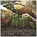Rocce Vulcaniche 10 kg Nere 3-5 cm - Foto miniatura 2