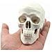 Medical Umana Anatomico Testa Completa Dellosso Osso Del Cranio Mini Modello - Foto miniatura 1