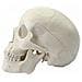 Medical Umana Anatomico Testa Completa Dellosso Osso Del Cranio Mini Modello - Foto miniatura 3