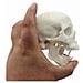Medical Umana Anatomico Testa Completa Dellosso Osso Del Cranio Mini Modello - Foto miniatura 4