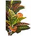 Pianta Artificiale In Vaso 140 Cm Codiaeum - Foto miniatura 3