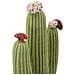 Cactus Decorativo In Resina Multicolore Grande - Foto miniatura 5