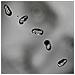 Peter Gabriel - Up (2 Lp)  - Foto miniatura 1