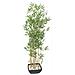 Pianta Artificiale In Plastica di bambu'con vaso 150cm - Foto miniatura 1