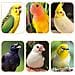 5 Pezzi Posatoi In Plastica Per Uccelli - Accessori Per Gabbie Per Ondulati, Fringuelli E Pappagalli - Foto miniatura 5