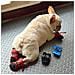 Scarpe Per Cani Antiscivolo In 4 Pezzi Nero S - Foto miniatura 2