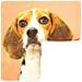 Set Di 2 Copricuscini 40x40 Cm Beagle Dog Design - Foto miniatura 5