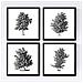 Set Di 4 Stampe Fogli Di Alberi Alberi Rami Frondosi Di Taglia Carta Bianca Di Poster Di Sfondo E Inchiostri Di Alta Qualità Senza Cornice 20x20 Cm - Foto miniatura 1