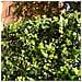 Divy 3d Panel Saltus Siepe Sintetica Simil Sottobosco In Moduli Componibili - 0,50 X 1 M - Foto miniatura 3