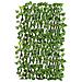 Traliccio Potos Foglie Rampicante Verde Frangivista Recinzione Giardino Balcone 1x2mt - Foto miniatura 1