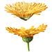 Lait corporel au Calendula 200 ml Latte - Foto miniatura 3