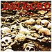 Bathory - Requiem - Foto miniatura 1
