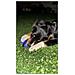 Gioco Per Cani Palla Rimbalzante Luminosa Giocattolo Di Gomma Da Masticare Da Tirare E Riporto Galleggiante - Foto miniatura 4