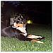 Gioco Per Cani Palla Rimbalzante Luminosa Giocattolo Di Gomma Da Masticare Da Tirare E Riporto Galleggiante - Foto miniatura 8