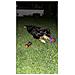 Palla Giocattolo Luminosa Per Cani Con Punte Per Riporto Gioco Interattivo Saltellante - Foto miniatura 4