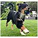 Palla Giocattolo Luminosa Per Cani Con Punte Per Riporto Gioco Interattivo Saltellante - Foto miniatura 5