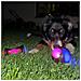 Palla Giocattolo Luminosa Per Cani Con Punte Per Riporto Gioco Interattivo Saltellante - Foto miniatura 6
