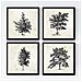 Set Di 4 Stampe Fogli Di Alberi Alberi Senza Fiori Di Taglia Vintage Vecchio Sfondo Carta Poster Carta E Inchiostri Cornice Nera 20x20 Cm - Foto miniatura 1