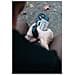 9B4417113636 batteria portatile 5000 mAh Carica wireless Titanio - Foto miniatura 3