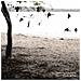 Tallest Man On Earth - There's No Leaving Now - Foto miniatura 1