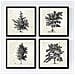 Set Di 4 Stampe Fogli Di Alberi Alberi Senza Fiori Di Taglia Vecchio Sfondo Carta Poster Carta E Inchiostri Di Alta Qualità Senza Cornice 20x20 Cm - Foto miniatura 1