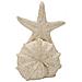 Scultura Stella Marina Sand In Resina Beige - Foto miniatura 2