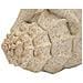 Scultura Stella Marina Sand In Resina Beige - Foto miniatura 5