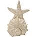Scultura Conchiglie-beige-poliresina-18x13x21,2 Cm - Foto miniatura 2