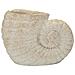 Vaso Shell Sand In Magnesio Beige A Forma Di Conchiglia - Foto miniatura 1