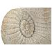 Vaso Shell Sand In Magnesio Beige A Forma Di Conchiglia - Foto miniatura 5