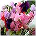 Sweet Pea - Mammoth Misto - Appx 230 Seeds - Lathyrus - Foto miniatura 1
