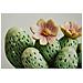 Stampa Su Tela Laccata Con Vasetto Di Cactus A, 40x40 Cm - Foto miniatura 3