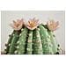 Stampa Su Tela Laccata Con Vasetto Di Cactus B, 40x40 Cm - Foto miniatura 3