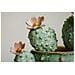 Stampa Su Tela Laccata Con Vasetto Di Cactus C, 40x40 Cm - Foto miniatura 3
