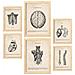 Set Di 6 Stampe Illustrazioni Mediche In Stile Vintage Della Parte Superiore Del Corpo, Anatomia, Parti Del Corpo, Ossa E Muscoli A3 & A4 Telaio In Legno Chiaro - Foto miniatura 1